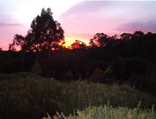 Dawn over trees