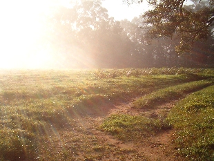 Morning dew