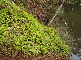 Maiden hair Fern embedded in the bank