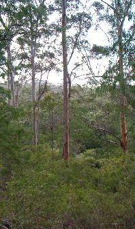 Tall trees